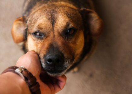 A person gently touching a dog's chin, illustrating how dogs respond to human body language.