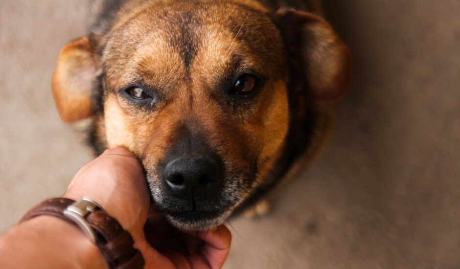 A person gently touching a dog's chin, illustrating how dogs respond to human body language.