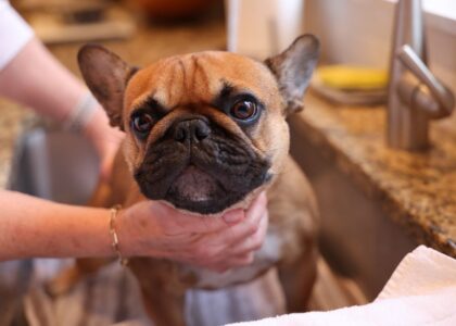 A dog being cleaned in a sink, illustrating home remedies for tear stains.