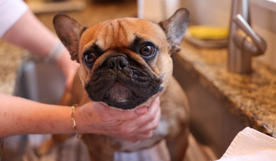 A dog being cleaned in a sink, illustrating home remedies for tear stains.