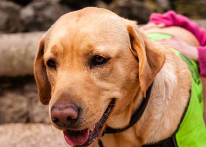 A Labrador retriever in a green anxiety vest, illustrating dog anxiety solutions.