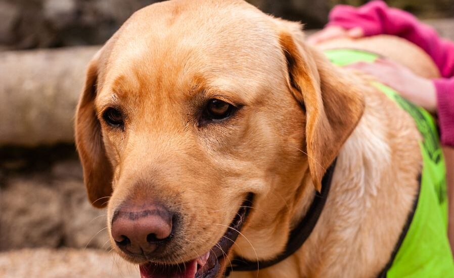 A Labrador retriever in a green anxiety vest, illustrating dog anxiety solutions.