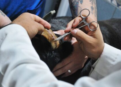 A veterinarian uses scissors to clean a dog's ear, related to ear cleaning solutions.
