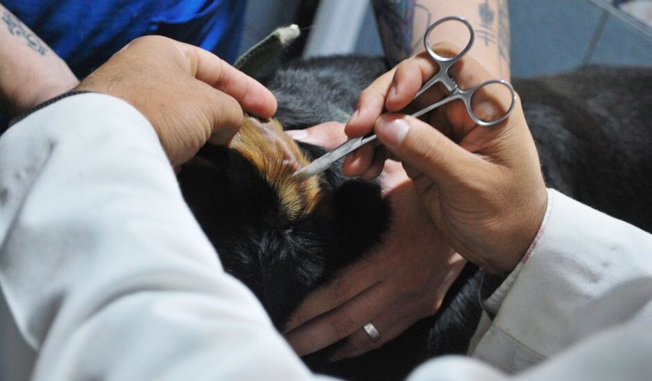 A veterinarian uses scissors to clean a dog's ear, related to ear cleaning solutions.