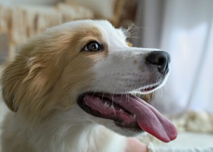 A dog with a relaxed expression is panting while resting indoors, illustrating the article's focus on panting causes.