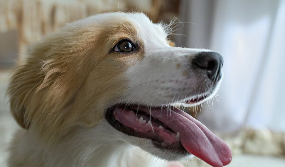 A dog with a relaxed expression is panting while resting indoors, illustrating the article's focus on panting causes.