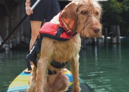 A dog wearing a life jacket sits on a paddleboard, illustrating safety gear for water activities.