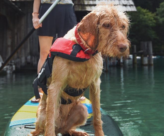 A dog wearing a life jacket sits on a paddleboard, illustrating safety gear for water activities.