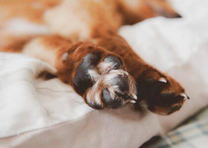 A close-up of a dog's paws resting on a soft surface, relevant to dog paw balm reviews.