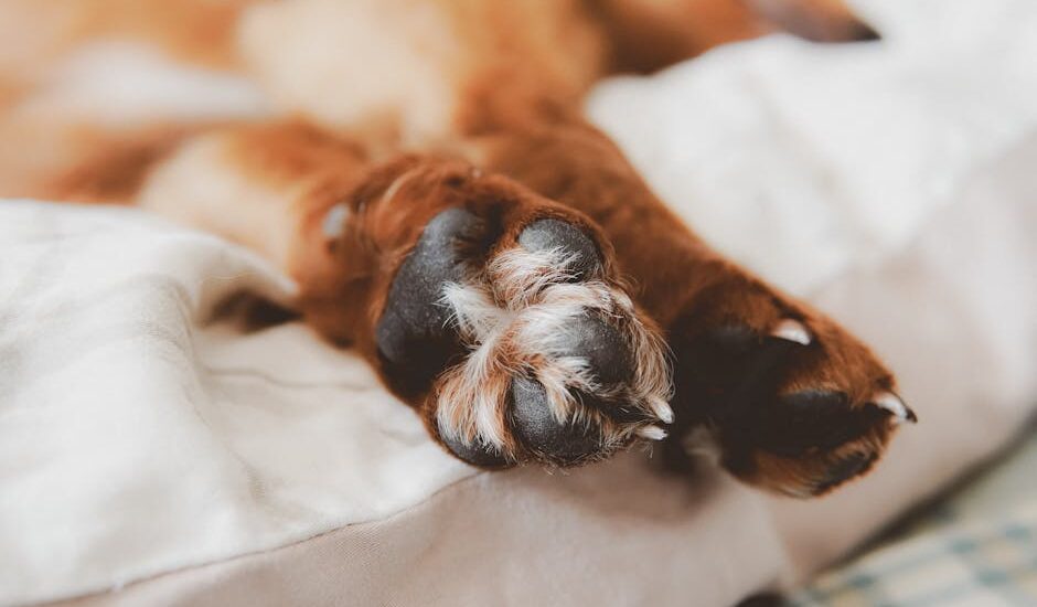 A close-up of a dog's paws resting on a soft surface, relevant to dog paw balm reviews.