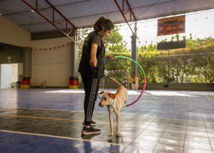 A trainer uses a clicker while guiding a dog through an agility hoop in a training facility.