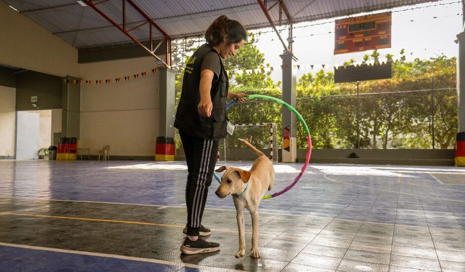 A trainer uses a clicker while guiding a dog through an agility hoop in a training facility.