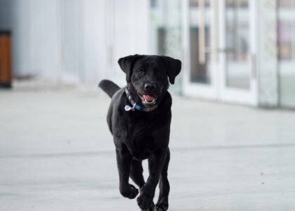 A black dog running energetically, illustrating the concept of dog zoomies.