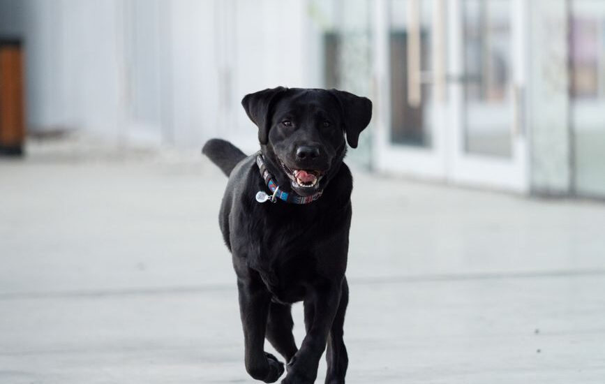 A black dog running energetically, illustrating the concept of dog zoomies.