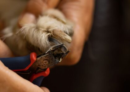 A person using manual nail clippers on a dog's paw, relevant to electric vs manual nail clippers.