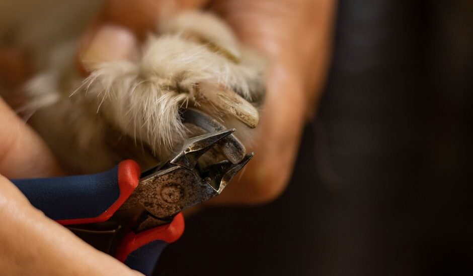 A person using manual nail clippers on a dog's paw, relevant to electric vs manual nail clippers.