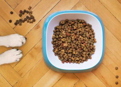 A dog food bowl filled with kibble, illustrating grain-free vs grain-inclusive dog food.