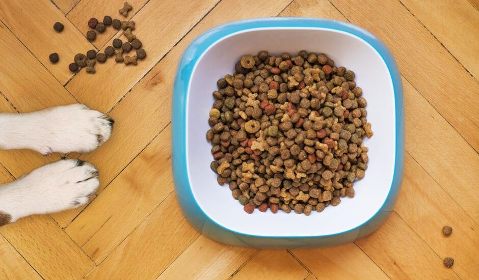 A dog food bowl filled with kibble, illustrating grain-free vs grain-inclusive dog food.