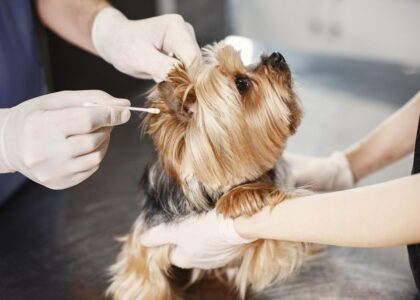 A person applying ear drops to a dog's ear, demonstrating the process of administering medication.