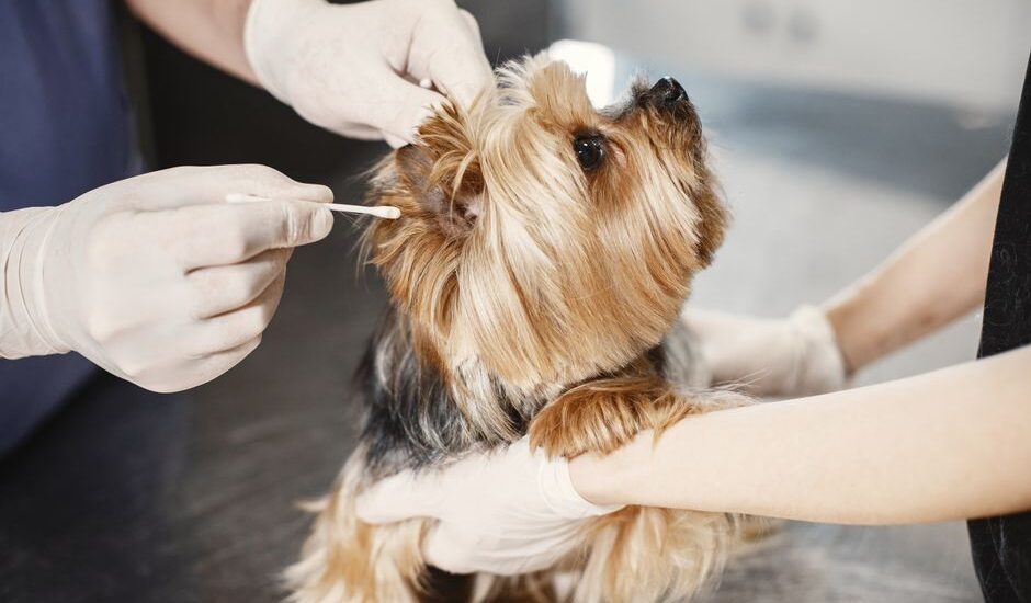A person applying ear drops to a dog's ear, demonstrating the process of administering medication.