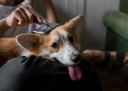 A person brushes a double-coated dog while sitting on a couch, demonstrating grooming techniques.