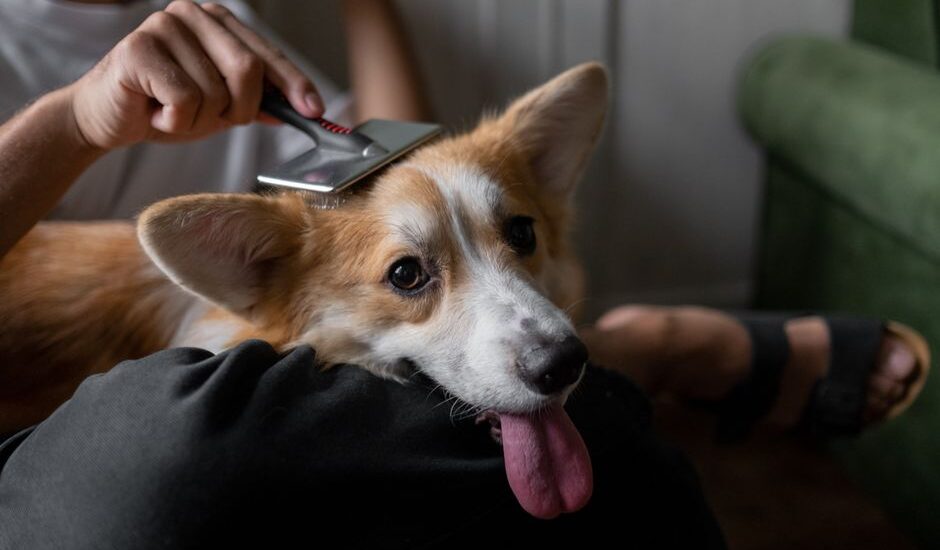 A person brushes a double-coated dog while sitting on a couch, demonstrating grooming techniques.