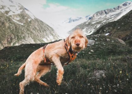 A dog in a harness exploring a mountainous landscape, illustrating how to introduce a dog to new environments.