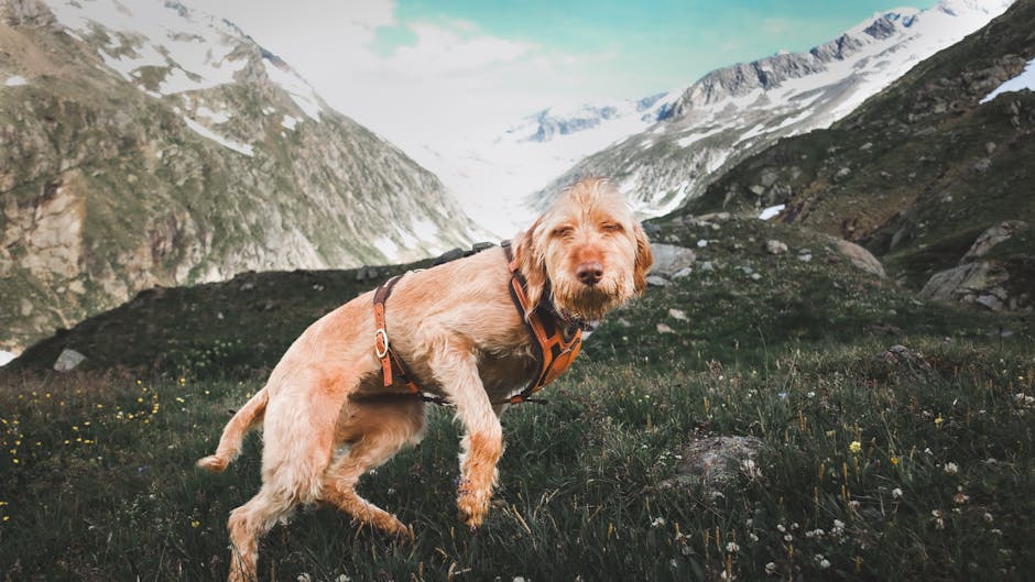 A dog in a harness exploring a mountainous landscape, illustrating how to introduce a dog to new environments.
