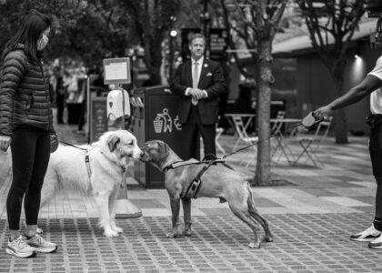 A woman and a man introduce their shy dogs in a public space, illustrating socialization techniques.