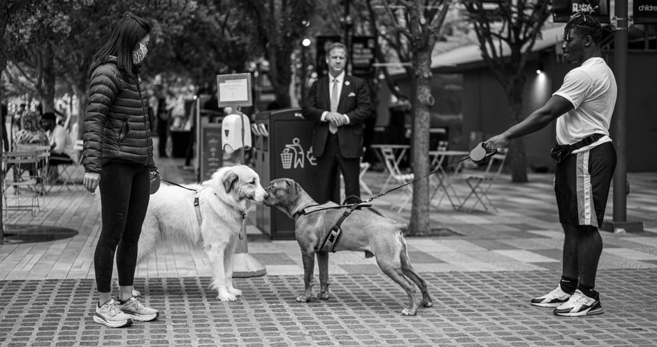 A woman and a man introduce their shy dogs in a public space, illustrating socialization techniques.