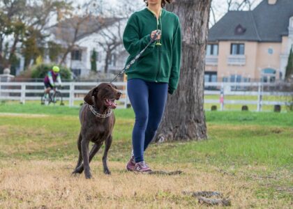 A person walking a dog on a leash, demonstrating the heel command in a park setting.