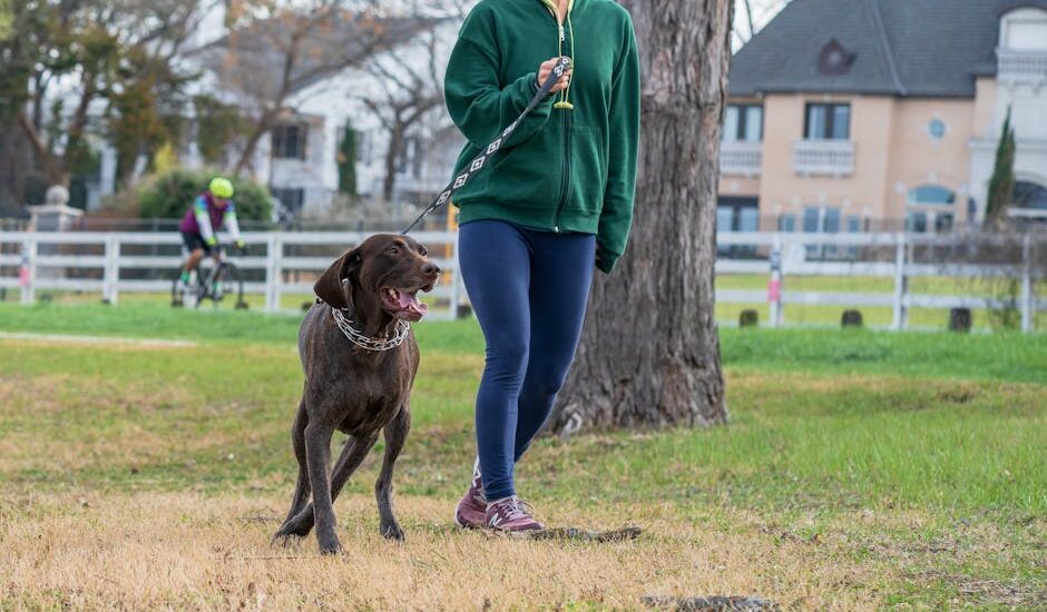 A person walking a dog on a leash, demonstrating the heel command in a park setting.