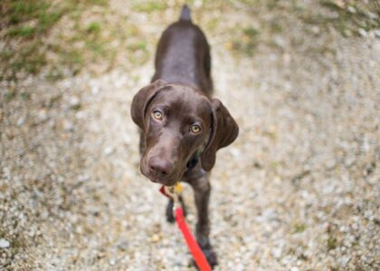 A brown puppy on a leash looking up, illustrating loose leash walking training.