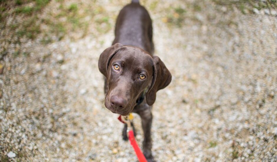 A brown puppy on a leash looking up, illustrating loose leash walking training.