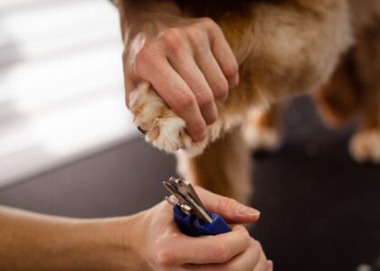 A person carefully trims the hair around a dog's paw using scissors, illustrating safe grooming techniques.