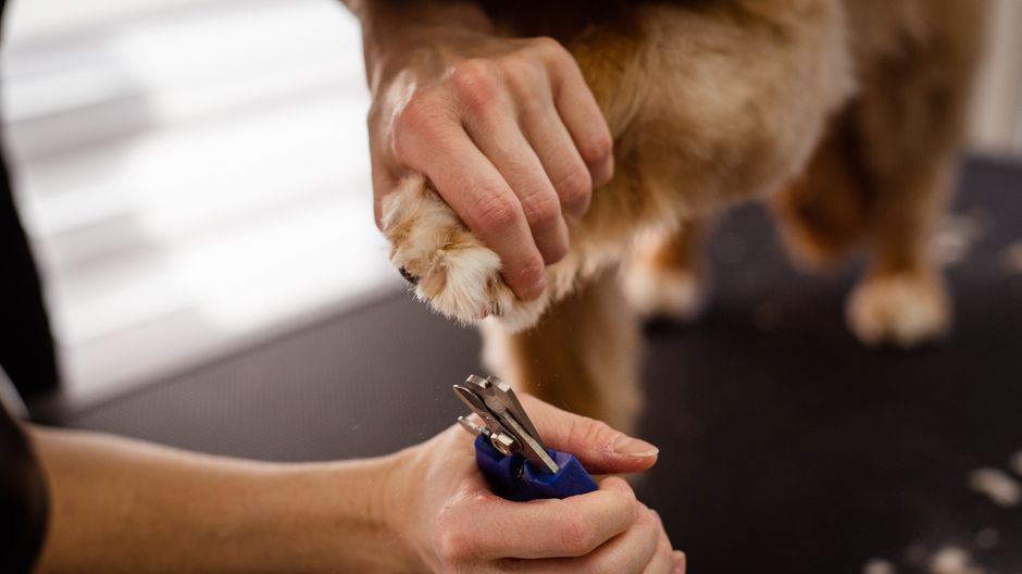 A person carefully trims the hair around a dog's paw using scissors, illustrating safe grooming techniques.