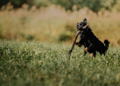 A dog joyfully running with a stick, highlighting the importance of play for dogs.
