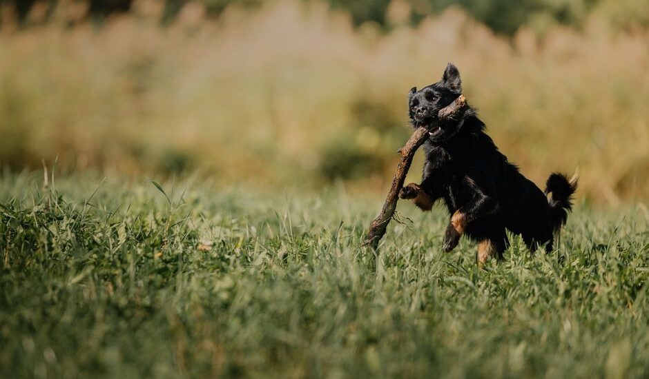 A dog joyfully running with a stick, highlighting the importance of play for dogs.