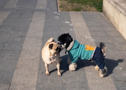 A pug and a small dog in a sweater greet each other, illustrating dog introductions.