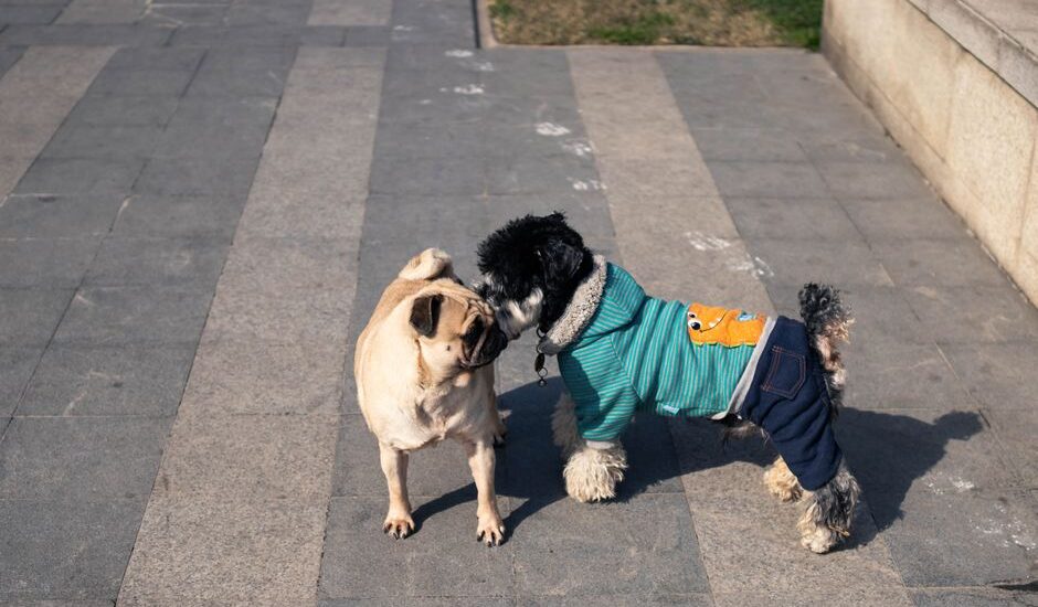 A pug and a small dog in a sweater greet each other, illustrating dog introductions.