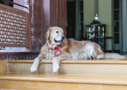 A golden retriever lies on steps, illustrating a calm dog, relevant to tail chasing behavior discussion.