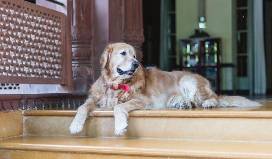 A golden retriever lies on steps, illustrating a calm dog, relevant to tail chasing behavior discussion.