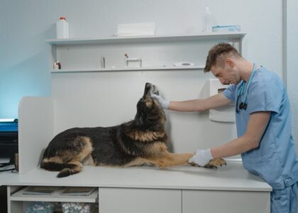 A veterinarian examines a German Shepherd dog, discussing pica treatment options.
