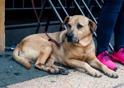 A dog lying down with a leather leash attached, illustrating leash options.