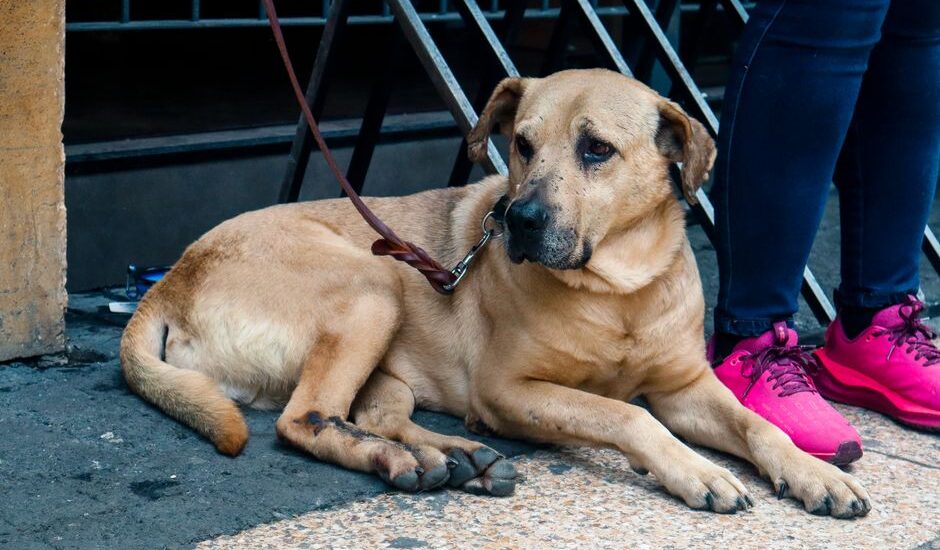 A dog lying down with a leather leash attached, illustrating leash options.