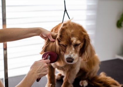 A person brushes a dog's fur, illustrating normal shedding vs excessive shedding.