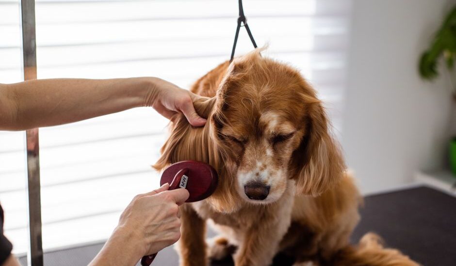 A person brushes a dog's fur, illustrating normal shedding vs excessive shedding.