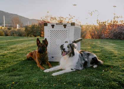 Two dogs resting beside a plastic crate, illustrating the use of plastic crates.