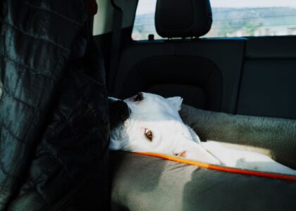 A dog resting in a car seat, illustrating the importance of dog car seats for safety.