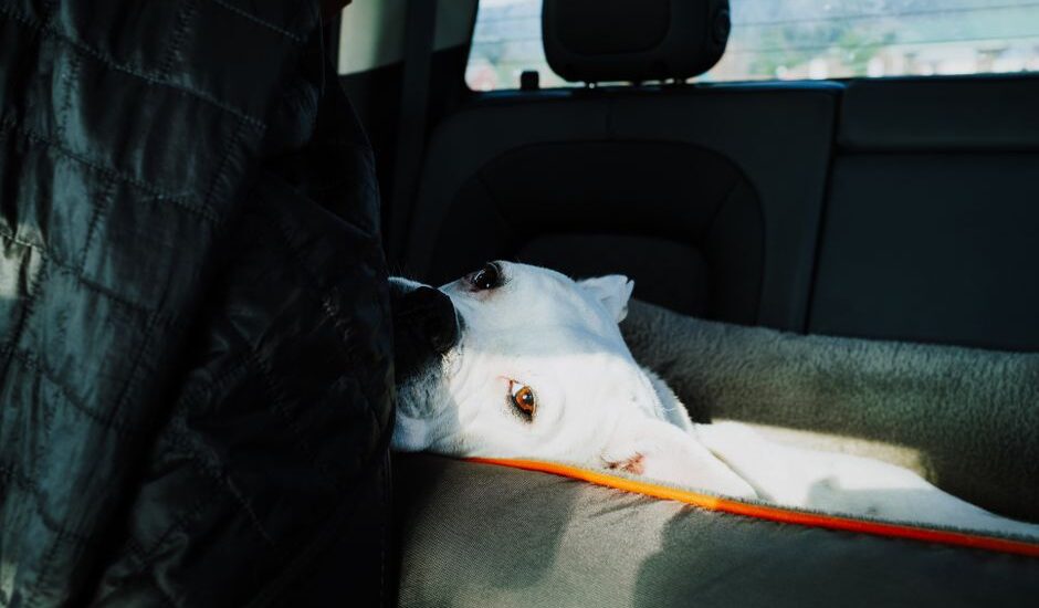 A dog resting in a car seat, illustrating the importance of dog car seats for safety.